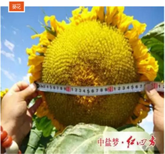 红四方壮苗型腐植酸水溶肥