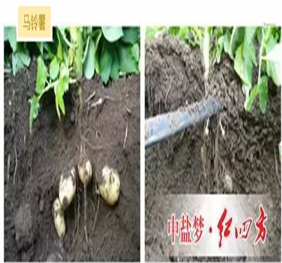 红四方促根型腐植酸水溶肥