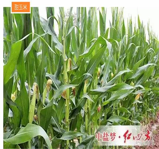 红四方膨果型腐植酸水溶肥