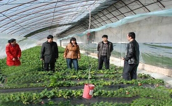 春季草莓水肥要如何管理