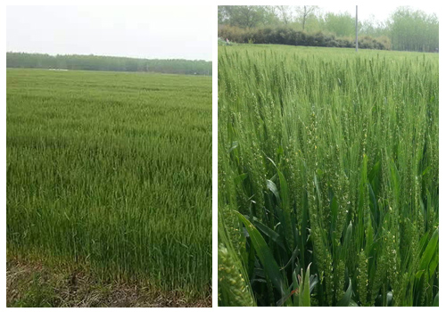肥东红四方水稻控失肥施用效果图.jpg 肥东红四方水稻控失肥施用效果图.jpg