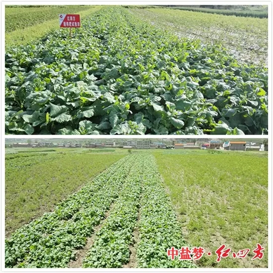 油菜施用红四方缓释肥对比试验图 油菜施用红四方缓释肥对比试验图