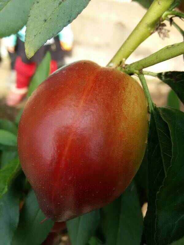 施用红四方水溶肥前油桃色泽不亮!个头小! 施用红四方水溶肥前油桃色泽不亮!个头小!