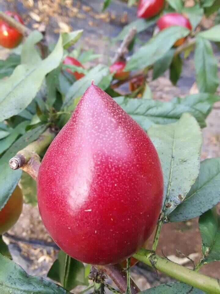 施用红四方水溶肥后,油桃色泽艳丽,个头也是窜了不少! 施用红四方水溶肥后,油桃色泽艳丽,个头也是窜了不少!