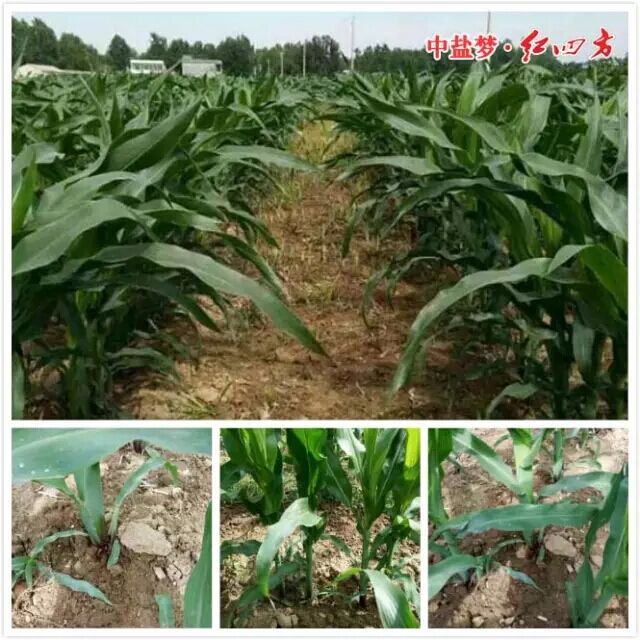 红四方玉米缓控释肥用户晒图.jpg