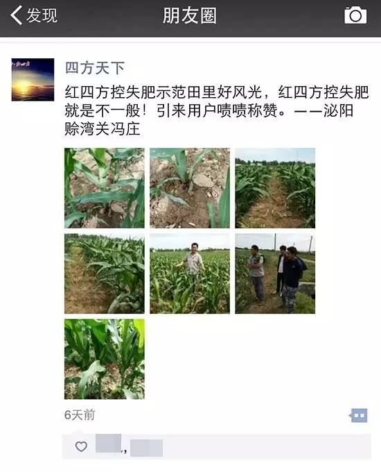红四方缓控释肥用户晒出的玉米长势图 红四方缓控释肥用户晒出的玉米长势图