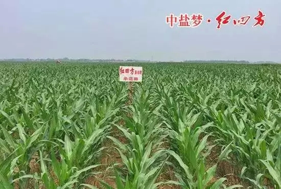 红四方缓释肥示范田 红四方缓释肥示范田