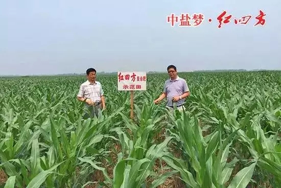 玉米不存在后期倒伏现象的缓释肥示范田 玉米不存在后期倒伏现象的缓释肥示范田