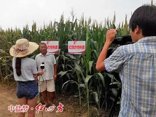 红四方玉米控失肥肥效高. 红四方玉米控失肥肥效高.