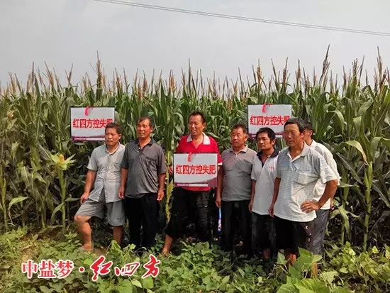 红四方玉米控失肥效果好,种粮大户乐开花 红四方玉米控失肥效果好,种粮大户乐开花
