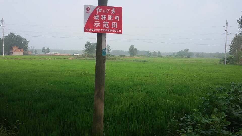 小麦长势优良 小麦长势优良