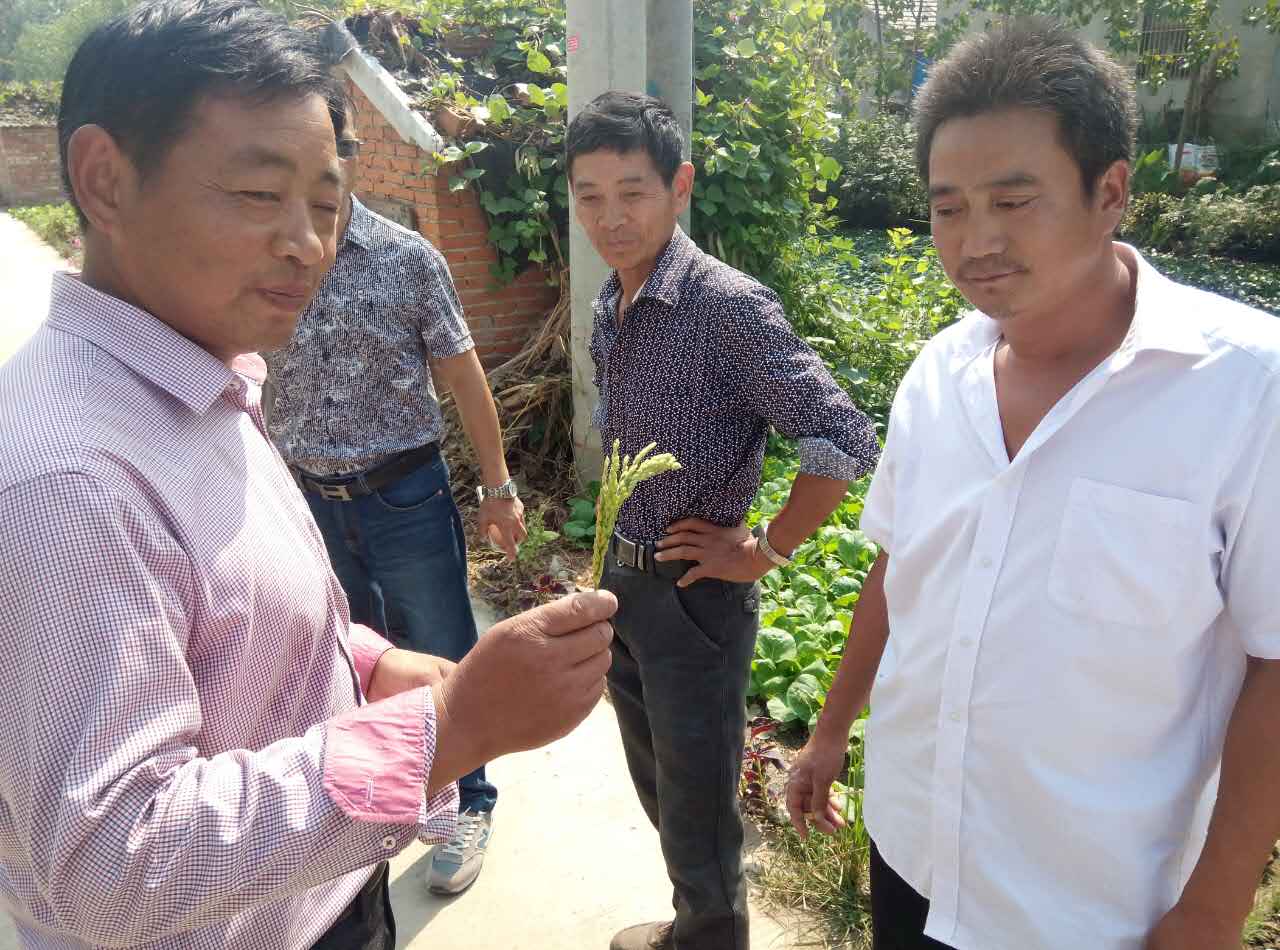 来,数数这个水稻穗上面有多少粒 来,数数这个水稻穗上面有多少粒