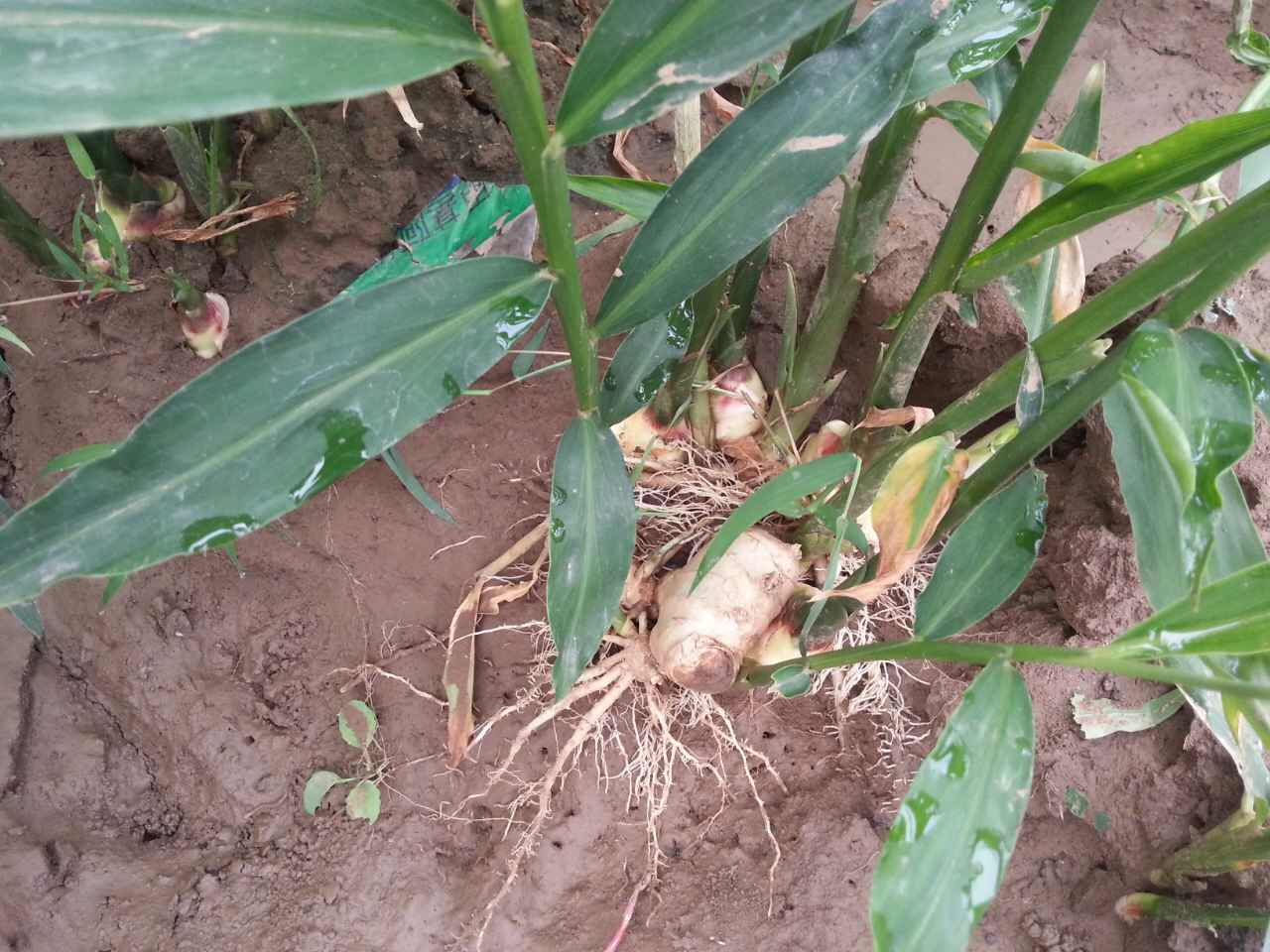 玉米粗壮有力根茎。