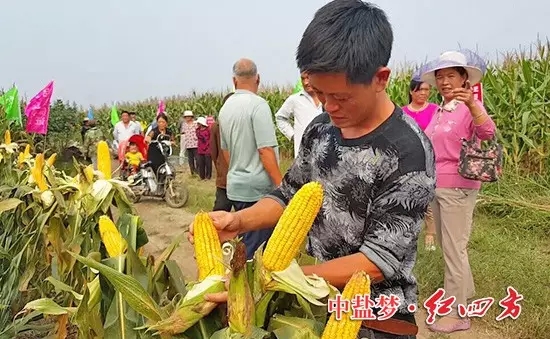 棒子没秃尖,籽粒更饱满。 棒子没秃尖,籽粒更饱满。
