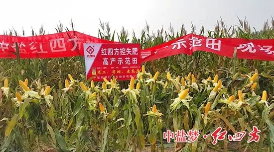 我们就是“吃”红四方控失肥长大的玉米棒吆! 我们就是“吃”红四方控失肥长大的玉米棒吆!