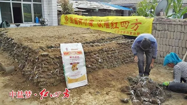 甘肃岷县农民正在用红四方硫酸钾复合肥种植党参 甘肃岷县农民正在用红四方硫酸钾复合肥种植党参