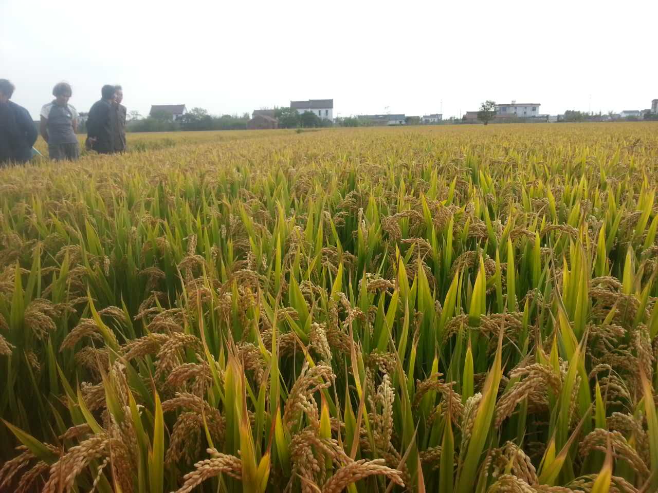江苏如东地区水稻丰收在即，