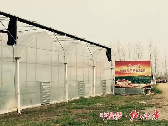 含硫草莓专用肥入驻&ldquo;中国草莓之乡&rdquo;，培育出来的草莓个大多汁