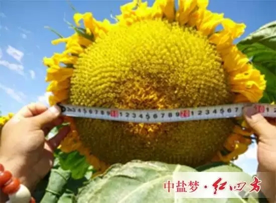 葵花施用红四方水溶肥效果 葵花施用红四方水溶肥效果