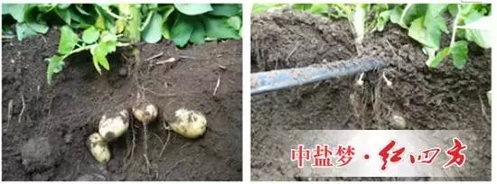 马铃薯在施用红四方水溶肥与普通水溶肥效果对比 马铃薯在施用红四方水溶肥与普通水溶肥效果对比