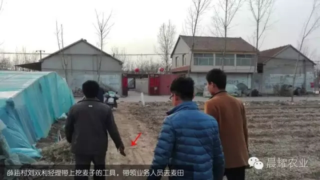 薛庙村刘双利经理带上挖麦子工具,前去观摩小麦肥田块观摩. 薛庙村刘双利经理带上挖麦子工具,前去观摩小麦肥田块观摩.