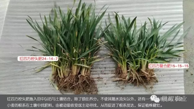 红四方控失肥45%(24-14-7)与平衡肥施肥效果对比。 红四方控失肥45%(24-14-7)与平衡肥施肥效果对比。