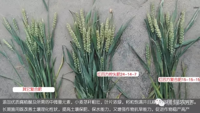 红四方控失肥与平衡肥与其他复合肥小麦长势对比. 红四方控失肥与平衡肥与其他复合肥小麦长势对比.
