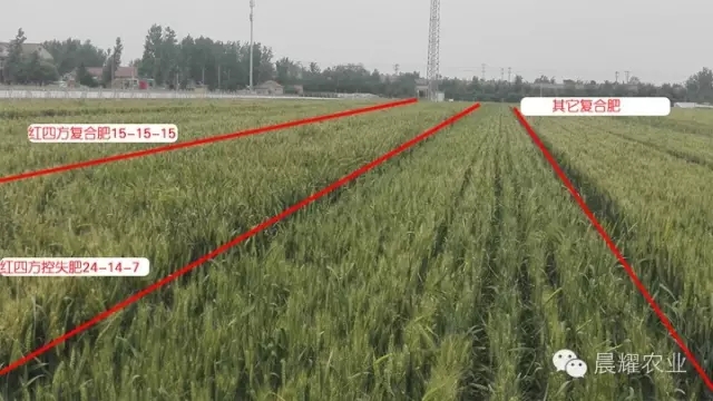 红四方小麦控失肥与平衡肥对比效果. 红四方小麦控失肥与平衡肥对比效果.