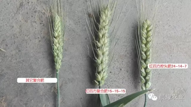 添加优质腐殖酸及所需的中微量元素,小麦茎秆粗壮,叶片浓绿,籽粒饱满并且减少因缺素引起的病害。长期施用既改善土壤理化性状,提高土壤保肥、保水能力,又增强作物抗旱能力,促进作物稳产高产。 添加优质腐殖酸及所需的中微量元素,小麦茎秆粗壮,叶片浓绿,籽粒饱满并且减少因缺素引起的病害。长期施用既改善土壤理化性状,提高土壤保肥、保水能力,又增强作物抗旱能力,促进作物稳产高产。