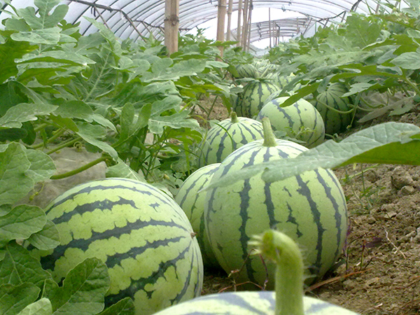 西瓜施肥注意事项 西瓜施肥注意事项