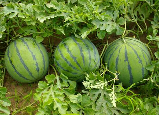 西瓜施肥注意 西瓜施肥注意