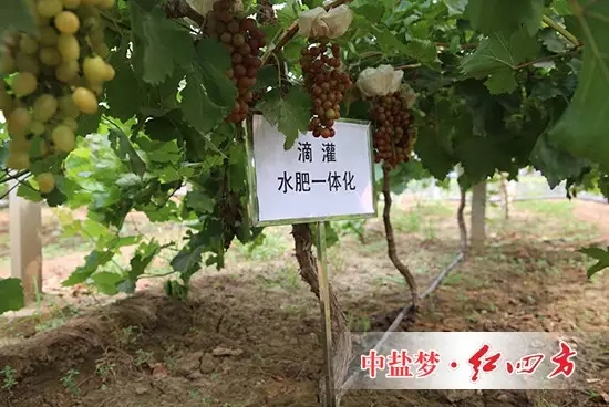 使用红四方养地水溶肥