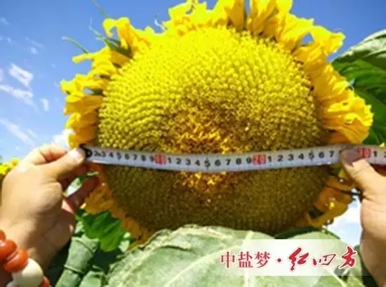 施用红四方水溶肥的葵花籽饱满、品质高，籽粒收购价每斤增加0.5元，葵花的产值每亩增加了880元，增幅达25%-27%。