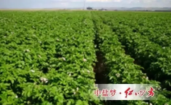 使用红四方水溶肥全程追肥，能够使马铃薯种植户实现增产增收。