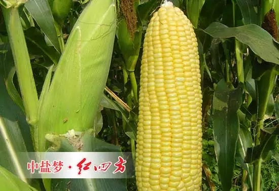 与常规灌 溉施肥相比，滴施液体肥可明显提高甜玉米对氮、磷、钾的吸收量；滴施液体肥处理甜玉米的穗重、穗长、穗粗、百粒重、行粒数、产量、糖度分别比常规施肥处理的高 15.1％、2.1％、8.5％、12.3％、6.8％、10.0％、11.7％。