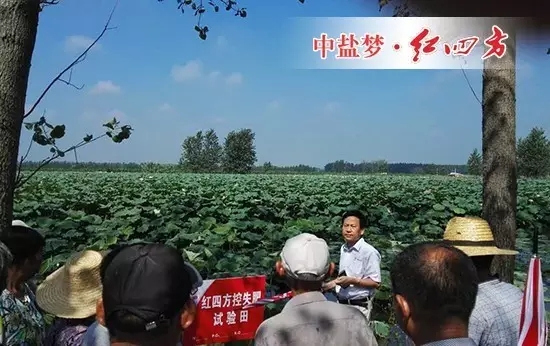 红四方复合肥产品推广经理黄总正在为大家介绍试验田