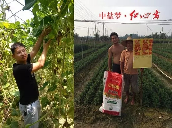 功夫不负有心人。我们在徐闻县地区成功地将45%(18-5-22)增效控失肥推广开,并借助徐闻四方农资公司的强大销售团队、营销方案和农化服务,让新品肥在祖国大陆最南端遍地播撒。 功夫不负有心人。我们在徐闻县地区成功地将45%(18-5-22)增效控失肥推广开,并借助徐闻四方农资公司的强大销售团队、营销方案和农化服务,让新品肥在祖国大陆最南端遍地播撒。