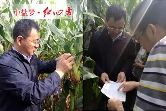 红四方副总经理陈勇（左一）查看玉米长势。