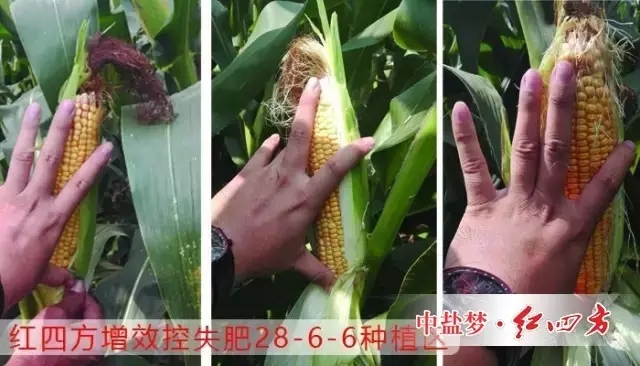 红四方增效控失肥施肥后，玉米长势好，对比其他肥料，个头大！
