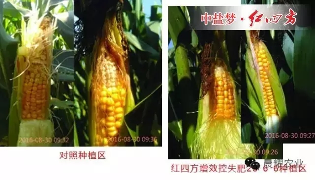 普通肥料与红四方玉米增效控失肥对比效果展示