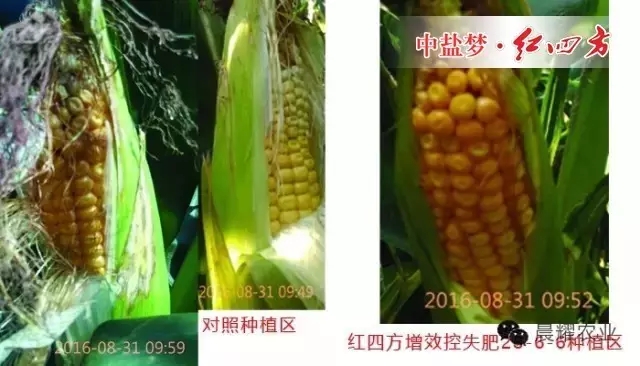 对照种植区玉米出现不同程度的病害，而红四方增效控失肥种植区玉米抵抗力强，没有出现病害。