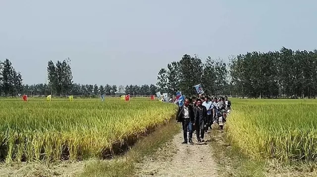 红四方潘集区总代理颜玲组织的控失肥水稻效果观摩会现场。