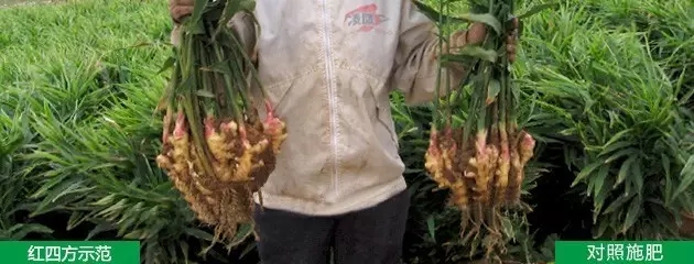 看着手中的姜又嫩又大，王大叔心里早就乐开了花：&ldquo;大姜长得这么好，多亏了红四方复合肥，还有红四方的农化专家，一直帮我们解决难题，为大姜生长保驾护航！&rdquo;