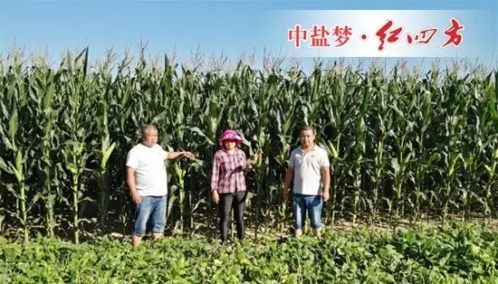 玉米丰收之景 玉米丰收之景