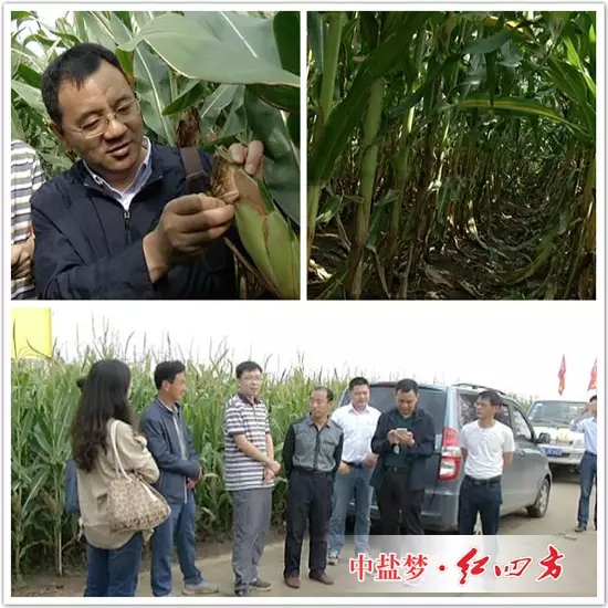 红四方控失肥继续发挥着控制养分流失,同时让肥料利用率提高的特点,安徽农资网记者和大家一起走进田间,观摩玉米长势。 红四方控失肥继续发挥着控制养分流失,同时让肥料利用率提高的特点,安徽农资网记者和大家一起走进田间,观摩玉米长势。
