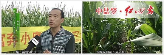 吉林省公主岭农技推广总站土肥科科长 贺宇 吉林省公主岭农技推广总站土肥科科长 贺宇