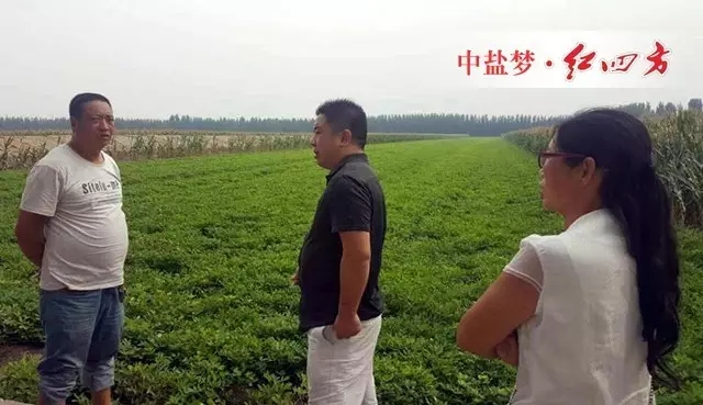 红四方花生肥效果好 红四方花生肥效果好