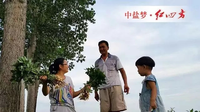 (一家人都开心,看长势今年花生大丰收) (一家人都开心,看长势今年花生大丰收)