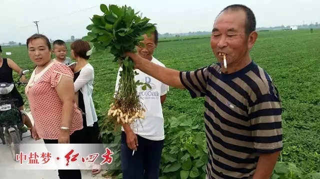 (甭看还没熟,可我家的花生粒子特别多,特别实) (甭看还没熟,可我家的花生粒子特别多,特别实)