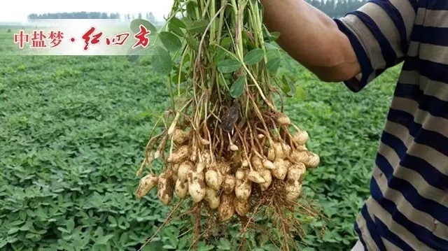 (花生不早衰,不死秧,不落果,活杆成熟) (花生不早衰,不死秧,不落果,活杆成熟)